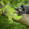A Black Bear Was Safely Capture After Sighting Caused Magic King To Temporarily Close