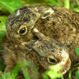 Hare Fights Off An Owl