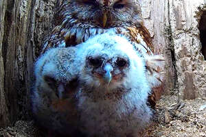 Hopeful Owl Mom Fosters Two Abandoned Chicks