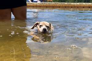 Rescue Puppies Get Matched With Kids At Summer Camp