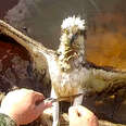 Guy Rescues Hawk Tangled In Fishing Line