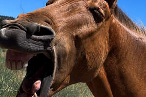 "Zorse" Thanks His Rescuer In The Sweetest Way