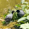 Guy Becomes Very Invested In Duck Couple's Romance