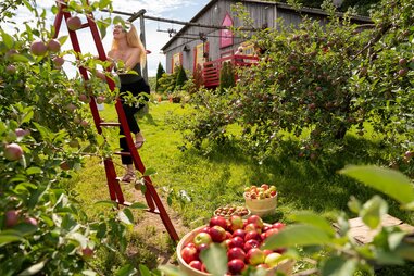 woman picking apples