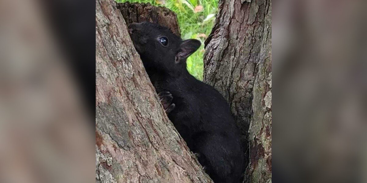 Baby Squirrel Refuses To Leave Her Home As It's Being Chopped Down