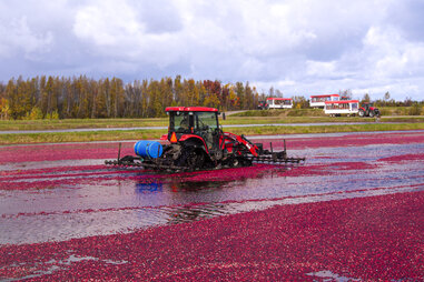vehicle riding through cranberry bog