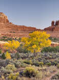 Cottonwood trees in Squaw Canyon at dusk, Canyonlands National Park