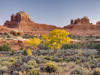 Cottonwood trees in Squaw Canyon at dusk, Canyonlands National Park