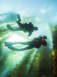 Strike Back at Gravity with Adaptive Scuba Diving on Catalina Island
