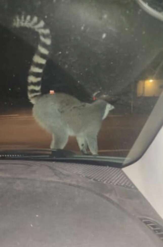 lemur on car