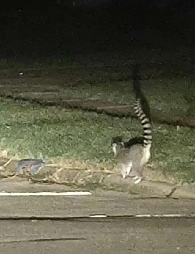 lemur running away