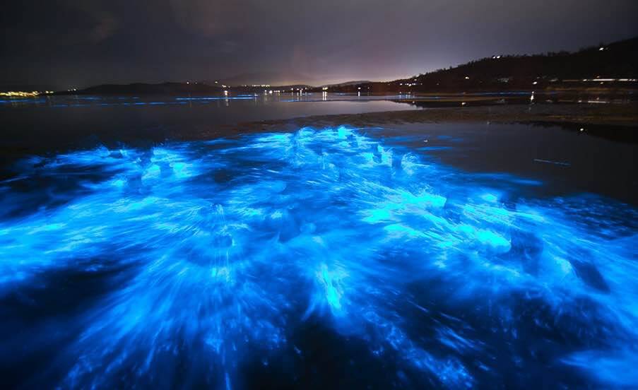 The six top locations to experience bioluminescence in nature