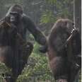 Rescue Gorillas Bicker And Bother Each Other Like Real Life Roommates
