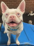 Day Care Takes Photos Of Dogs Before After Being Called Good Girls And Boys