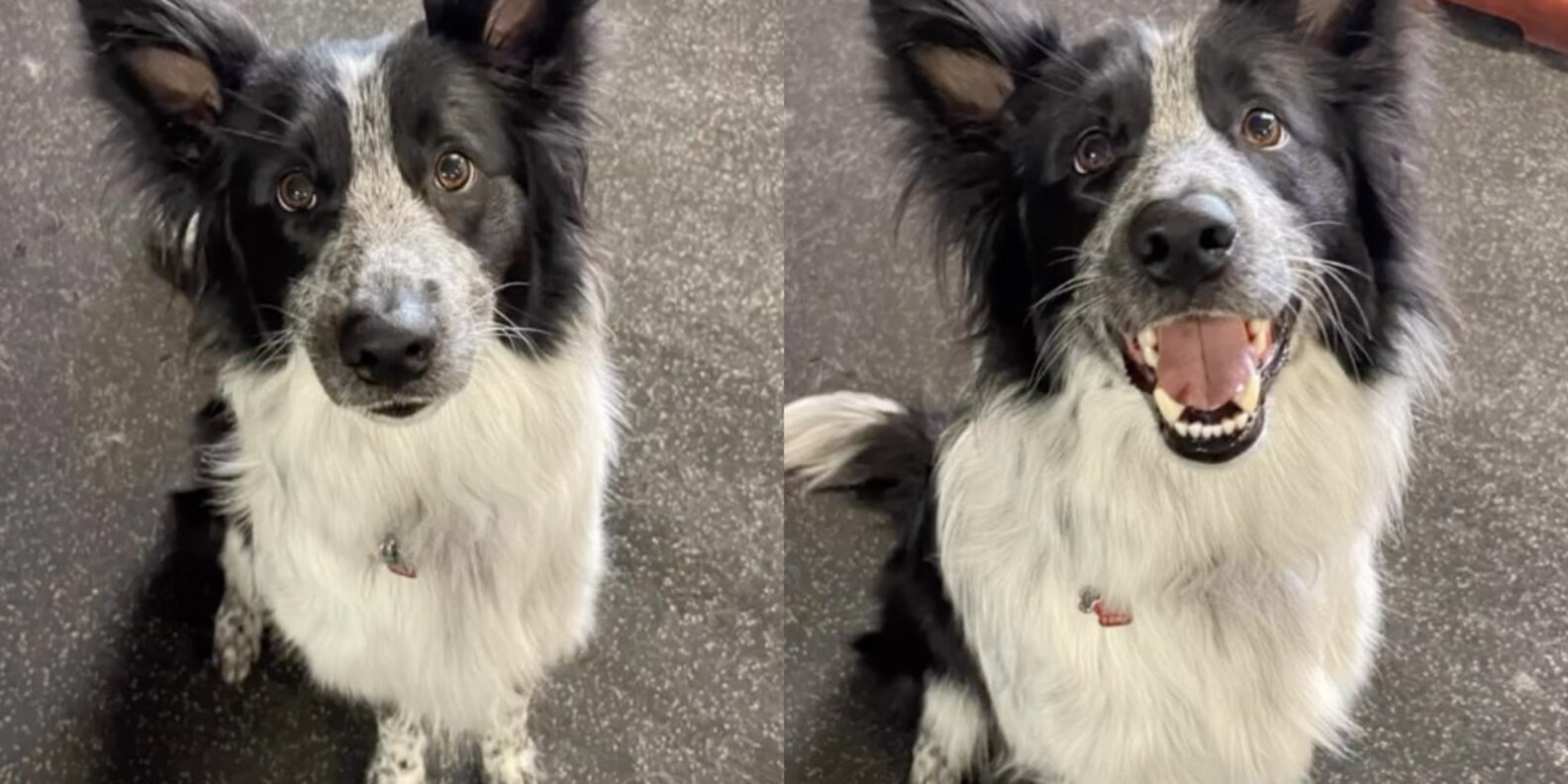 Day Care Takes Photos Of Dogs Before After Being Called Good Dogs - The ...