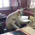 Employees Walk Into Office And Find A Wild Monkey Hard At Work