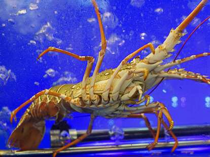 A live spiny lobster in aquarium of restaurant in Thailand for dining.