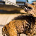 Guy Rescues Coyote-Looking Dog And Can't Believe What He Looks Like Two Years Later