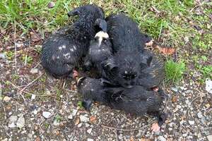 Woman Saves Six Dumped Shivering Puppies