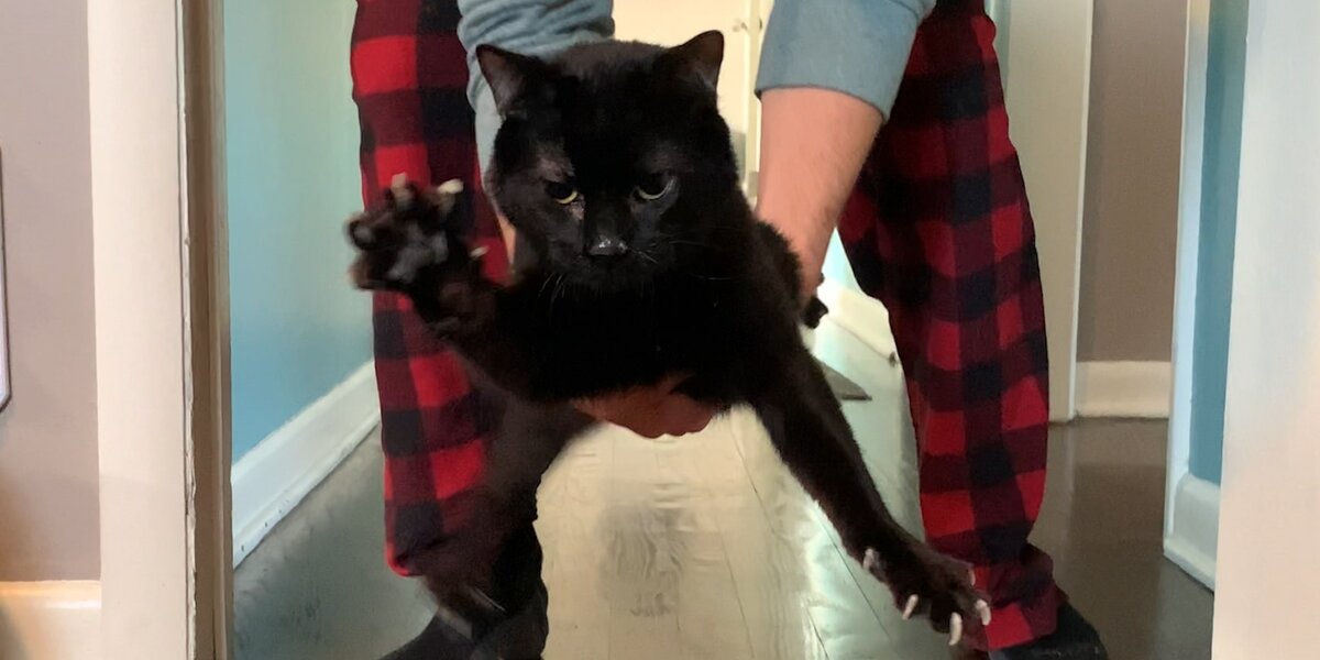 Wobbly Cat Adopts A Tiny, Wobbly Kitten Videos The Dodo