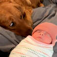 Golden Retriever Thought The Baby Stuff Was For Him