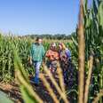 friends walking through a corn maze