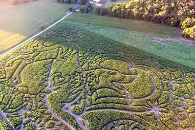aerial view of corn maze with dog design