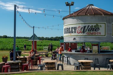 people enjoying outdoor picnic area with corn field in background