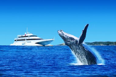 whale watching in moreton bay