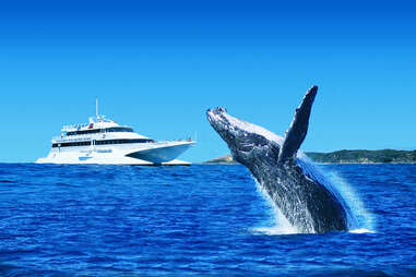 whale watching in moreton bay