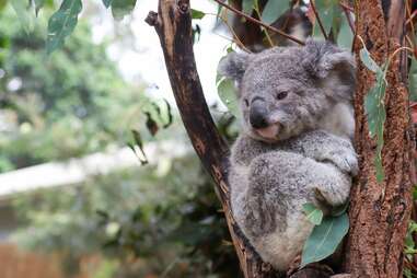 koala at lone pine sanctuary