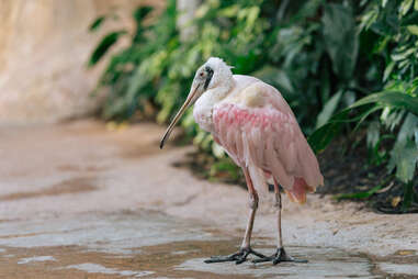 Discovery Cove