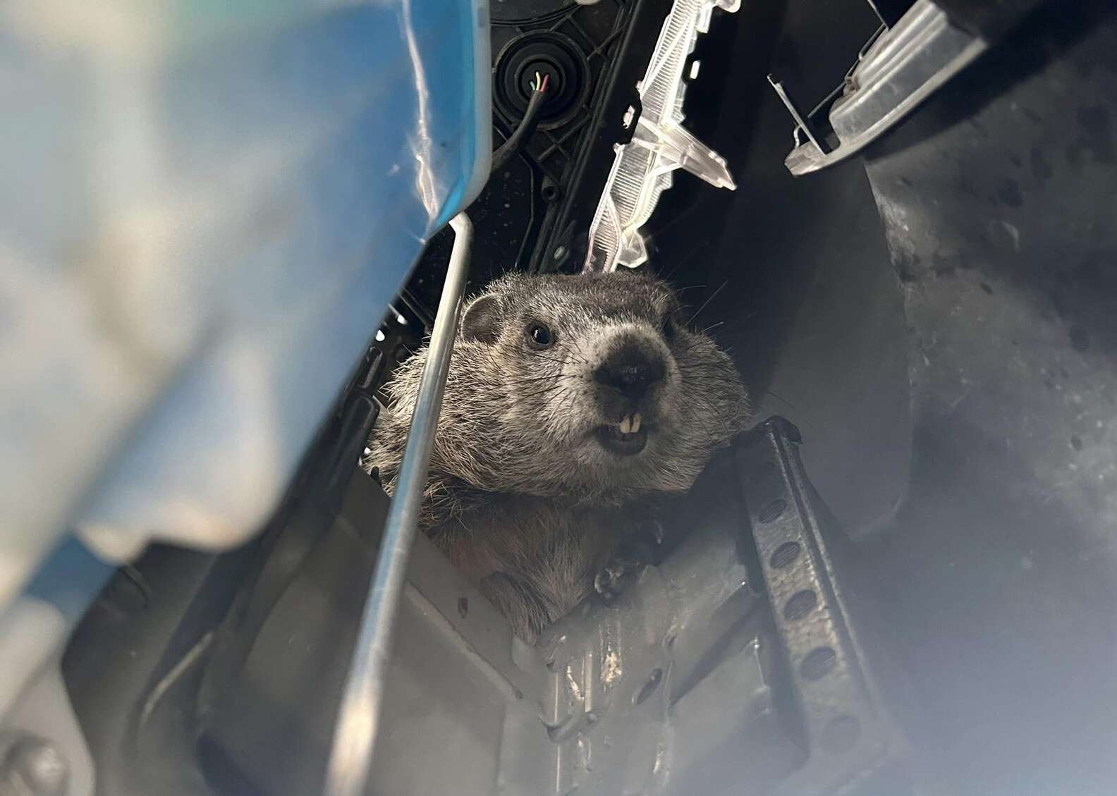 Mechanics Peek Under Car Hood And See An Angry Face Staring Back At ...