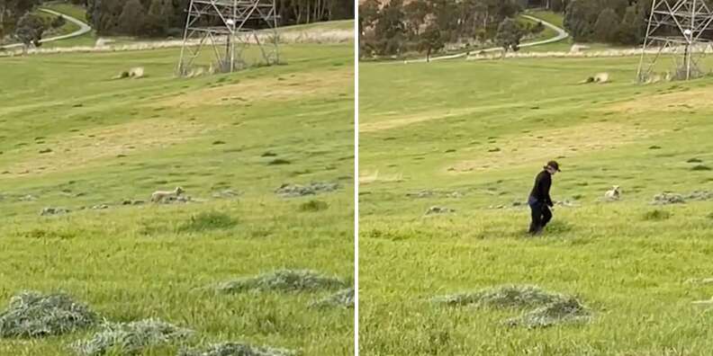 sheep on the run