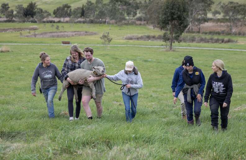 people carrying sheep