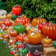 See More Than 10k Hand-Blown Glass Pumpkins and Gourds at This Unique Pumpkin Patch