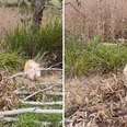 Dog Barks For Help When He Finds Someone Fluffy Lost In The Grass