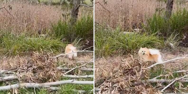 dog