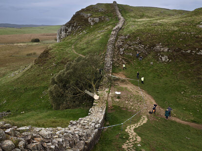Sycamore Gap' tree on Hadrian’s Wall now lies on the ground, leaving behind only a stump in the spot it once proudly stood on September 28, 2023 northeast of Northumberland, England.