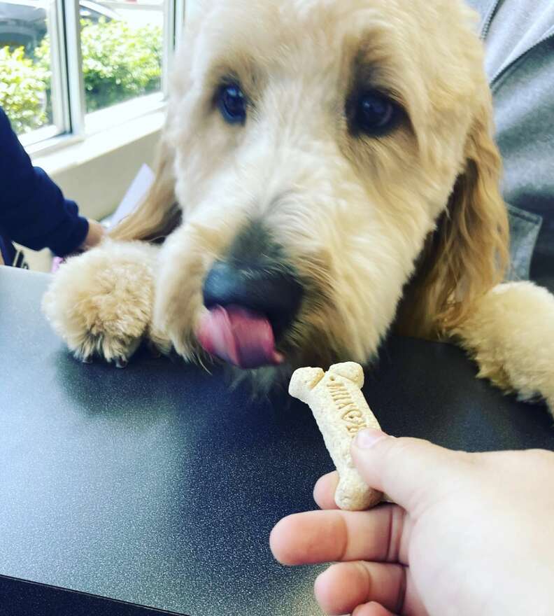 Dog gets a treat at the vet