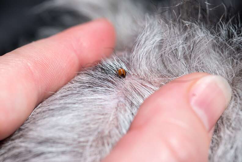 Tick found on dog