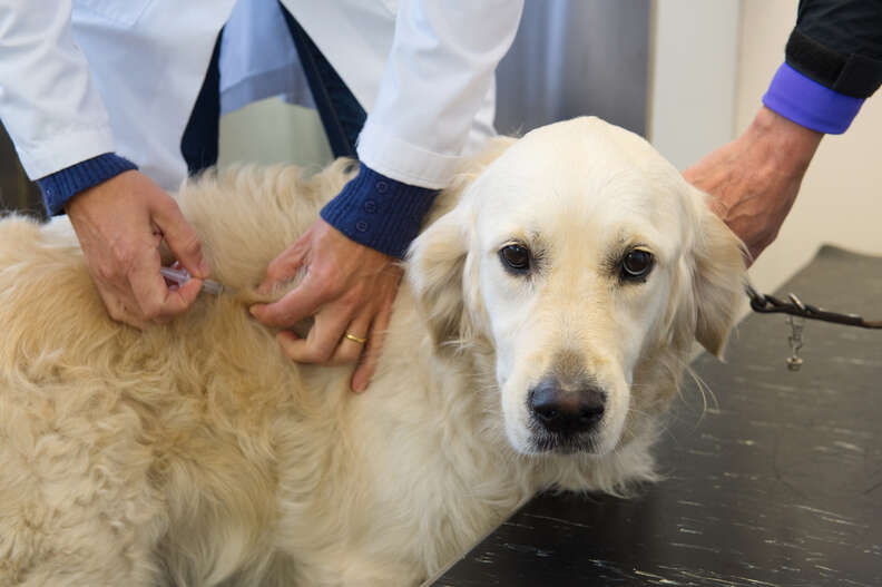 Golden retriever gets vaccine