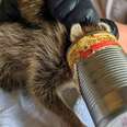 Hungry Raccoon Follows A Delicious Scent — Then Ends Up Trapped In A Can