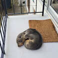 Family Finds An Unexpected Guest Snoozing Peacefully On Their Porch