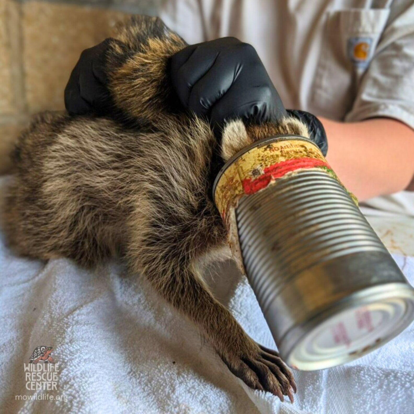 Hungry Raccoon Follows A Delicious Scent — Then Ends Up Trapped In A ...