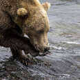 A brown cleans up after eating sockeye salmon on August 12, 2023 at Brooks Falls, Alaska. The bears feast at the falls in large numbers between July and September.