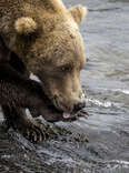 A brown cleans up after eating sockeye salmon on August 12, 2023 at Brooks Falls, Alaska. The bears feast at the falls in large numbers between July and September.