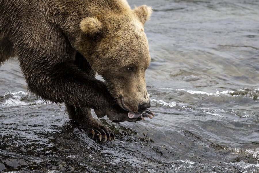 Fat Bear Week set to begin Oct. 4, National Park Service announces