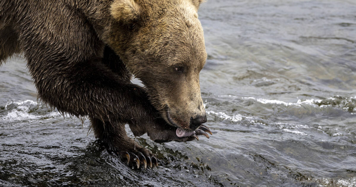 Major brown bear meat poisoning in Tomsk region: 34 contaminated