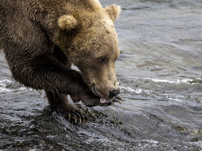 A brown cleans up after eating sockeye salmon on August 12, 2023 at Brooks Falls, Alaska. The bears feast at the falls in large numbers between July and September.